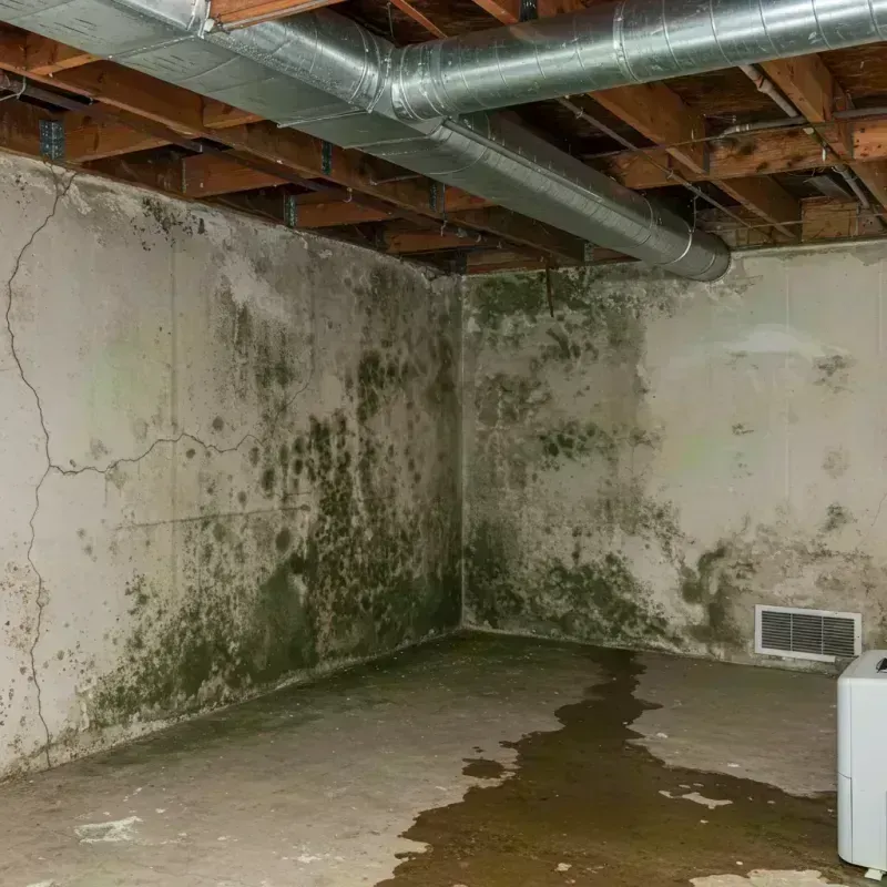 Professional Mold Removal in Saint Jacob, IL